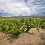 Wineries  - Celler Mas Llunes - Garriguella - Empordaturisme 