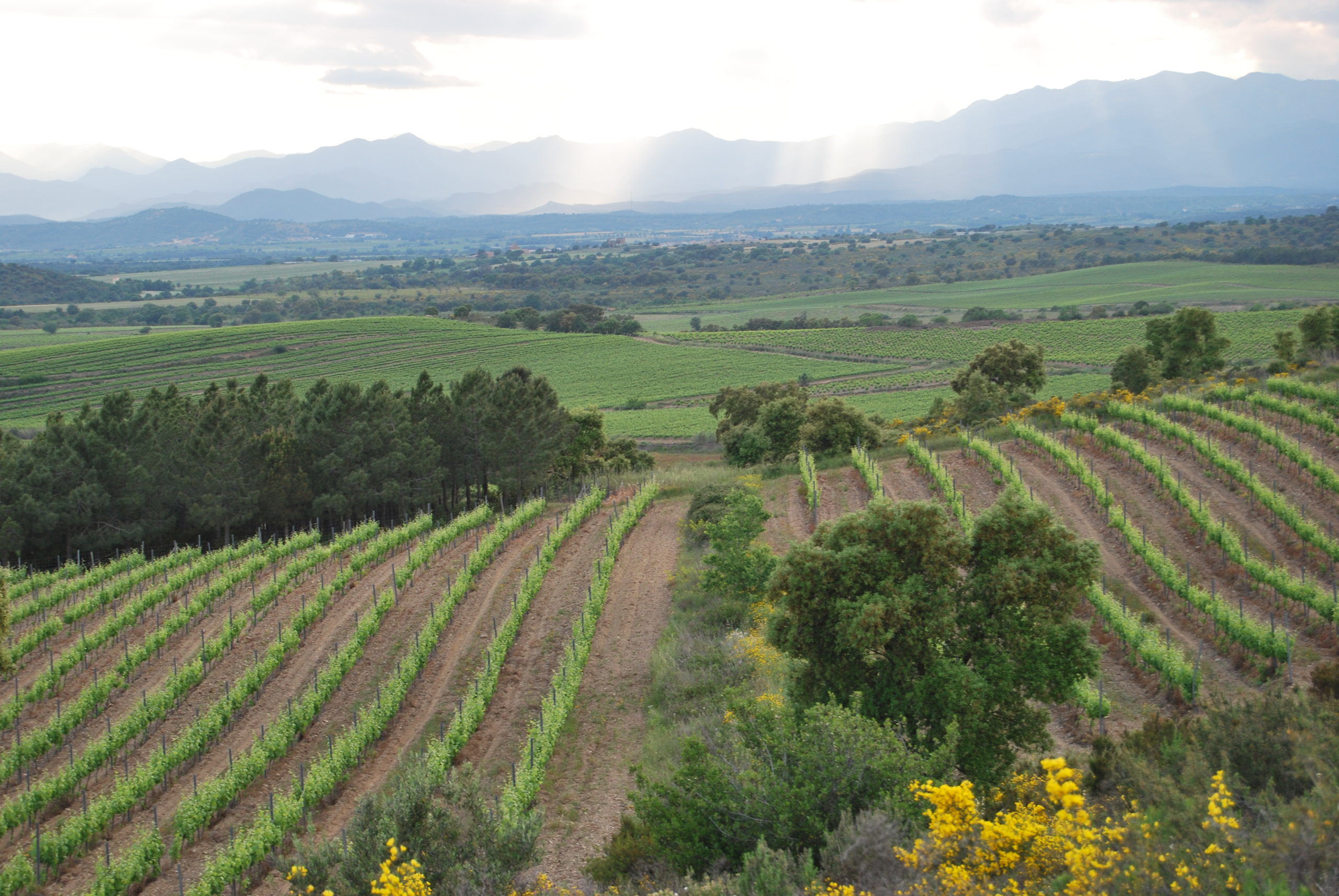 Wineries  - Celler Mas Llunes - Garriguella - Empordaturisme