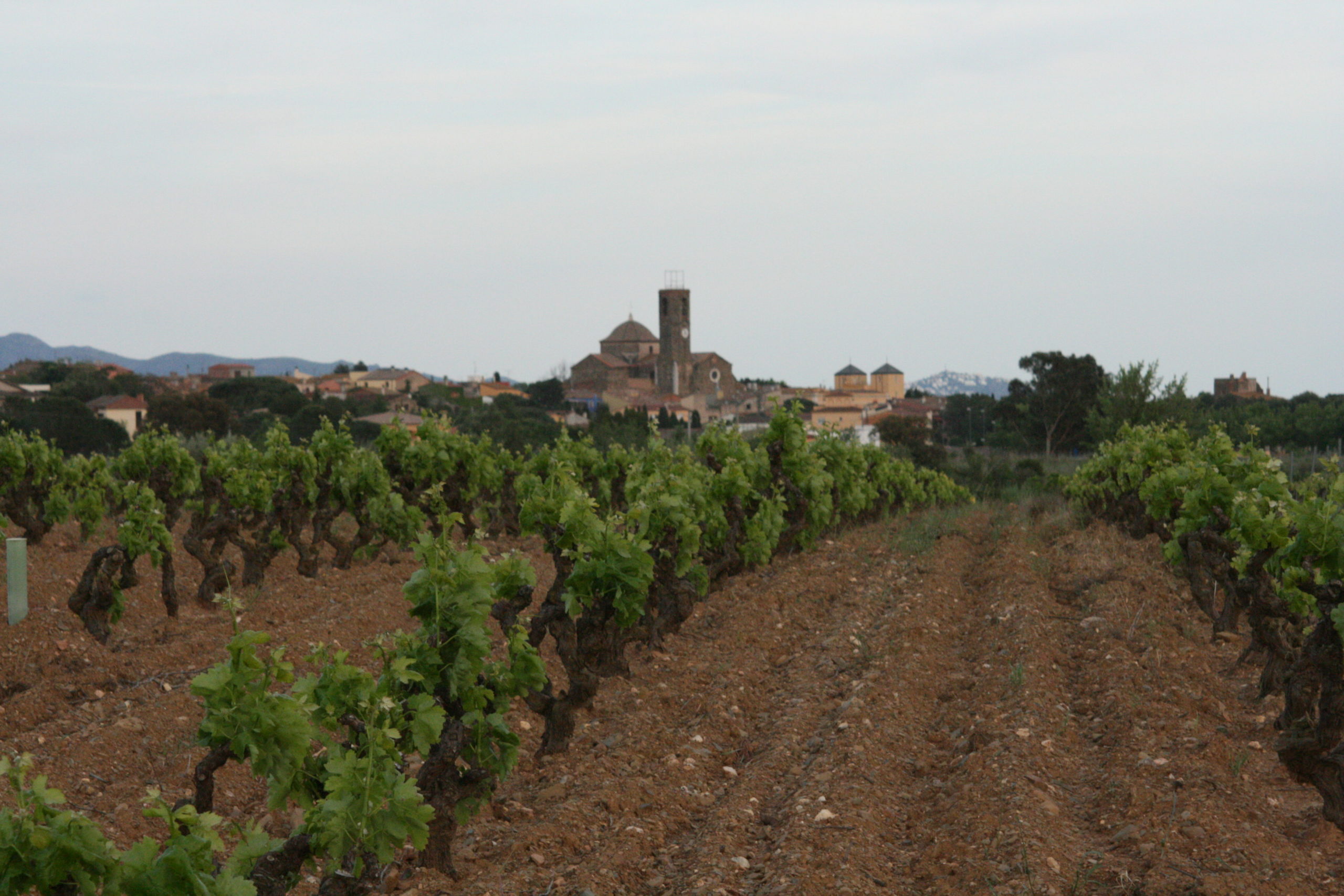 Winery - Cooperativa Garriguella - Empordaturisme