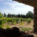 Winery - Cooperativa Garriguella - Empordaturisme 