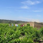 Winery - Cooperativa Garriguella - Empordaturisme 